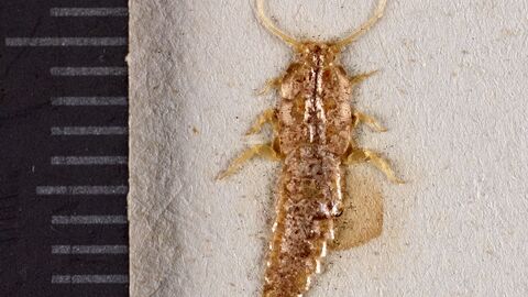 eingetrocknetes Papierfischchen